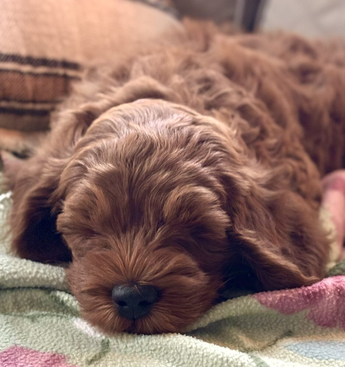Lufsenlabradoodle